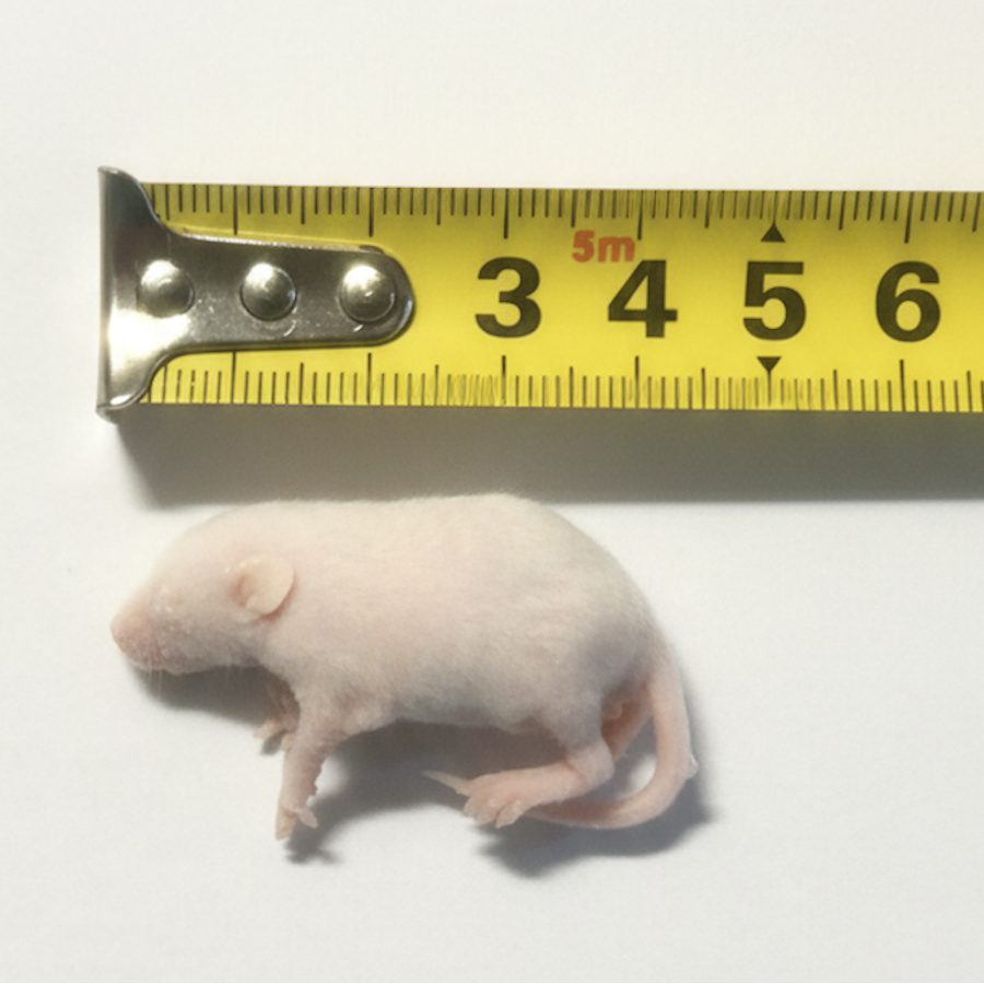 Diepvries muis Pinky 3–5 gram | hele prooi voor jonge slangen