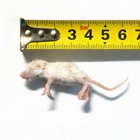 Diepvries muis fuzzy 6–7 gram | heel prooidier voor reptielen en roofvogels