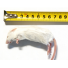 Diepvries muis volwassen 18–25 gram