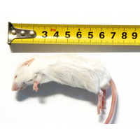 Diepvries muis volwassen 18–25 gram | compleet prooidier