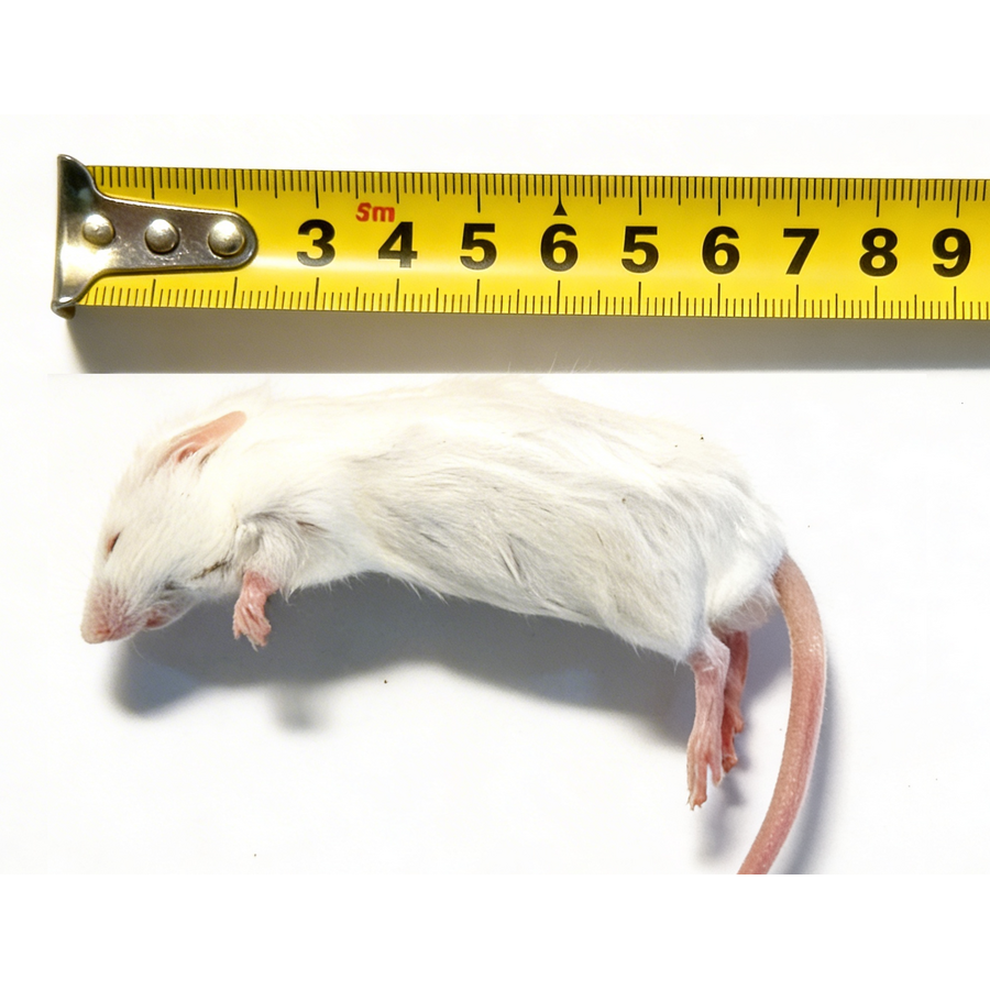Diepvries muis volwassen 15-25 gram | compleet prooidier