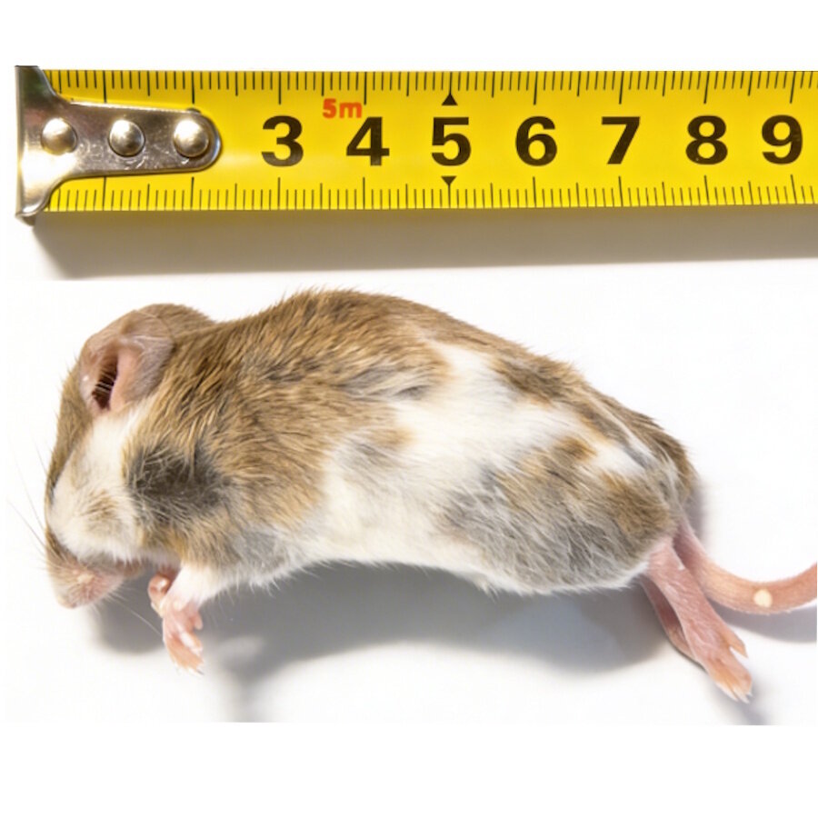 Diepvries veeltepelmuizen