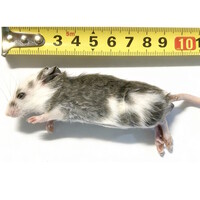 Diepvries veeltepelmuizen