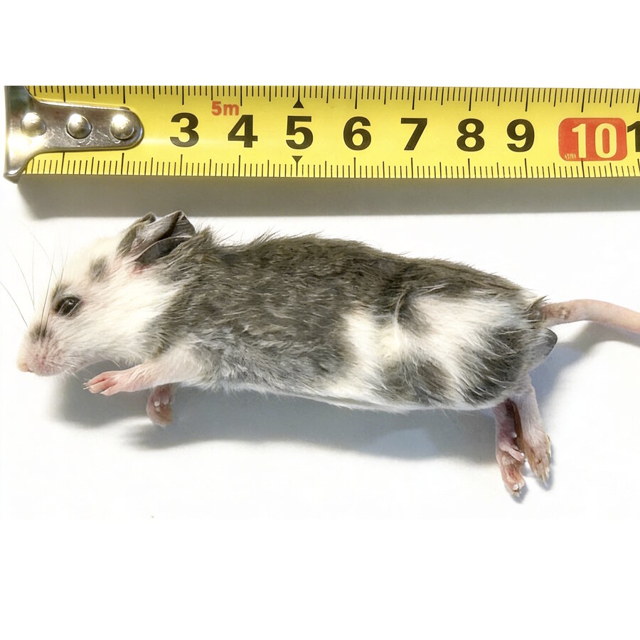 Diepvries veeltepelmuizen