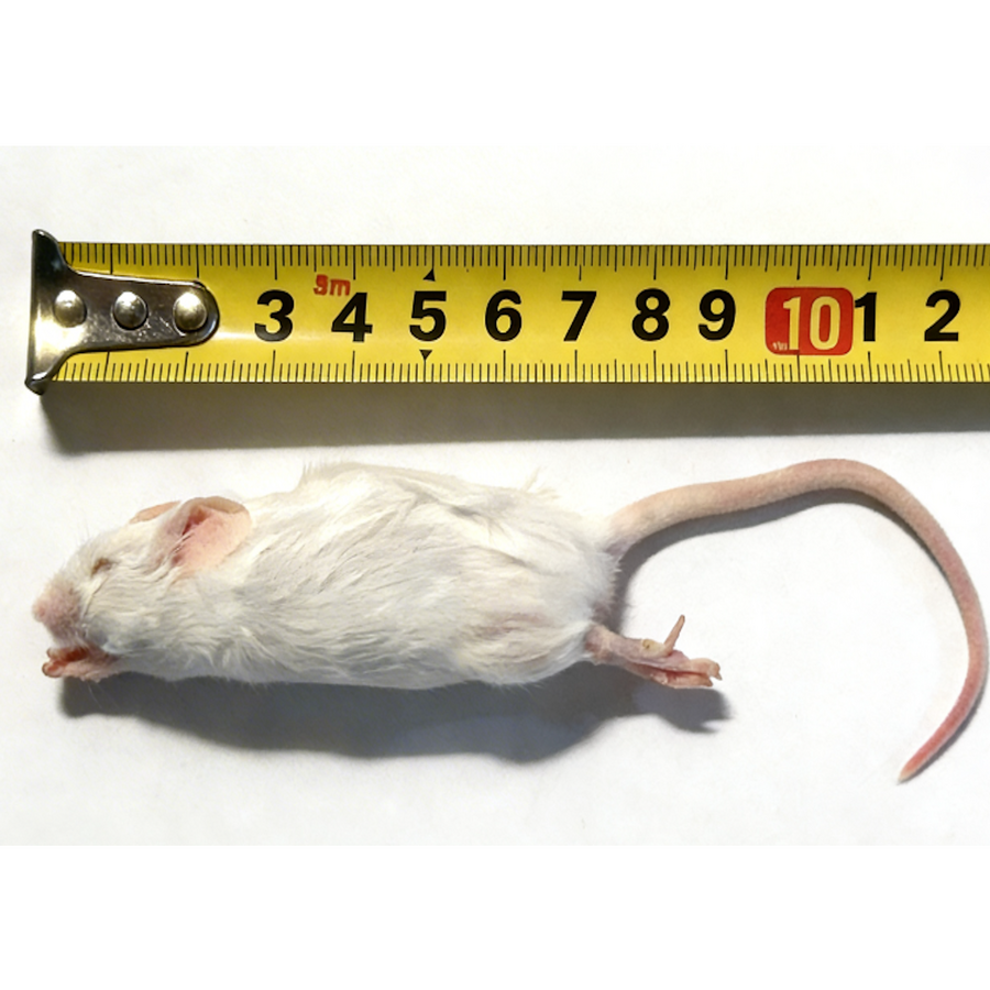 Diepvries muis springer 9–12 gram | compleet prooidier voor slangen en reptielen