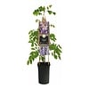 Chinese blauweregen | Wisteria sinensis | 12 cm pot | 60 cm