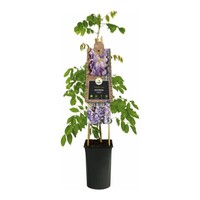 Chinese blauweregen (Wisteria sinensis) klimplant | 12 cm pot | 60 cm bij levering
