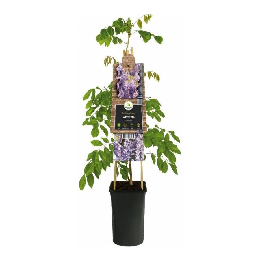 Chinese blauweregen (Wisteria sinensis) klimplant | 12 cm pot | 60 cm bij levering