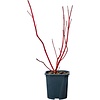 Cornus alba 'Sibirica' | 12 cm pot | 35 cm hoog