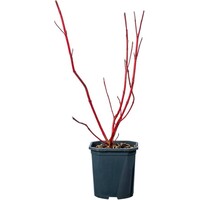 Witte kornoelje Cornus alba 'Sibirica' | 12 cm pot | 35 cm bij levering