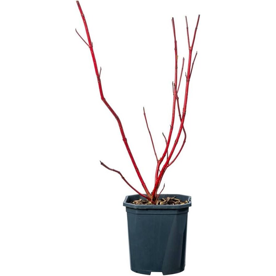 Witte kornoelje Cornus alba 'Sibirica' | 12 cm pot | 35 cm bij levering