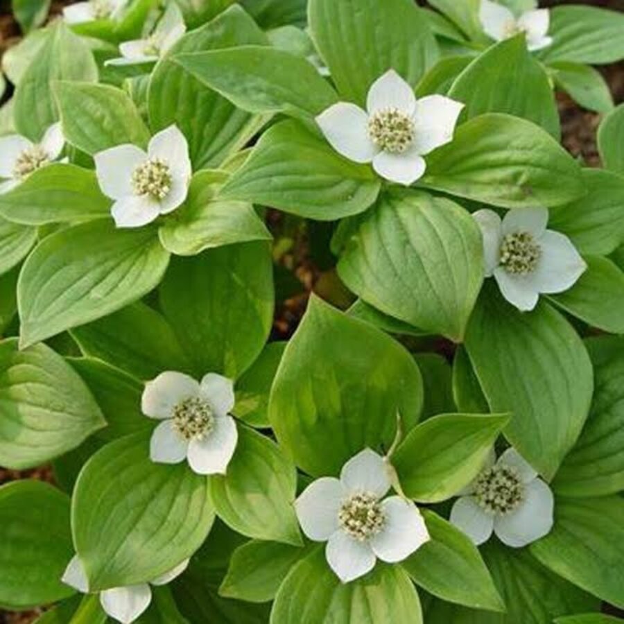 Witte kornoelje Cornus alba 'Sibirica' | 12 cm pot | 35 cm bij levering