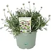 Rhodanthemum Casablanca Marokkaanse margriet | 13 cm pot | 10–20 cm hoog