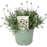 Rhodanthemum Casablanca | Marokkaanse margriet in 13 cm pot | witbloeiende vaste plant voor zon