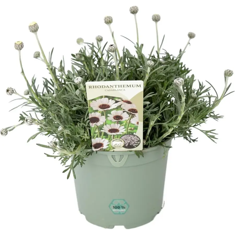Rhodanthemum Casablanca | Marokkaanse margriet in 13 cm pot | witbloeiende vaste plant voor zon