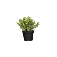 Euonymus fortunei 'Harlequin' | bontbladige wintergroene bodembedekker | 12 cm pot | 25 cm hoog