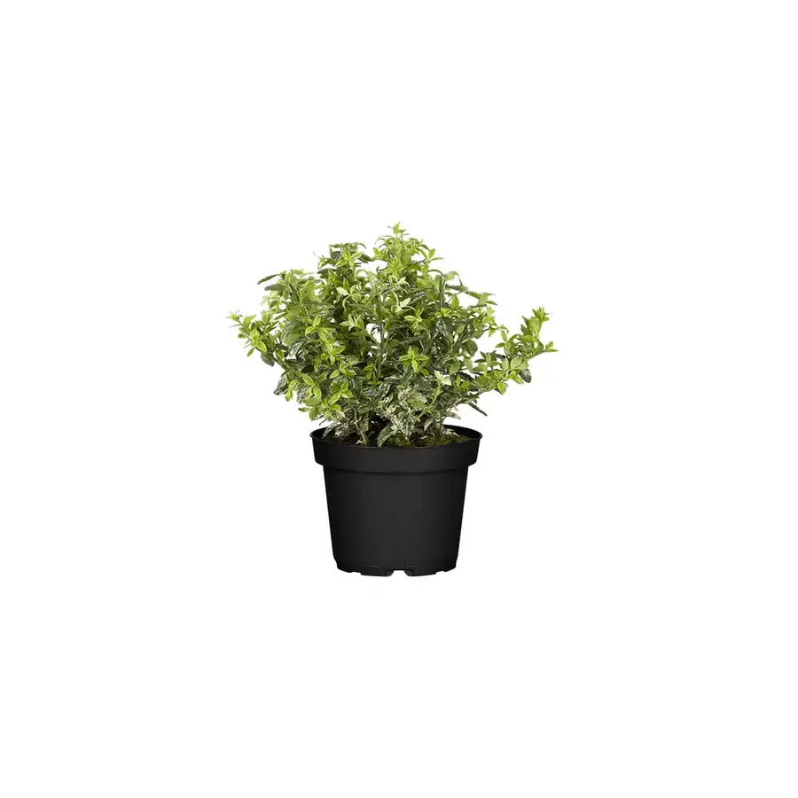 Euonymus fortunei 'Harlequin' | bontbladige wintergroene bodembedekker | 12 cm pot | 25 cm hoog