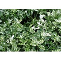 Euonymus fortunei 'Harlequin' | bontbladige wintergroene bodembedekker | 12 cm pot | 25 cm hoog