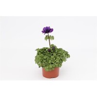 Anemone coronaria Harmony gemixt in kleur | 10 cm pot | 25 cm hoog bij levering | verkoop per stuk