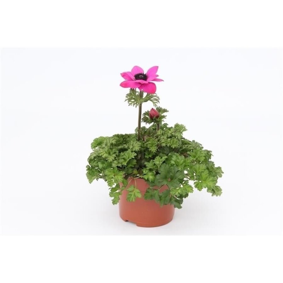 Anemone coronaria Harmony gemixt in kleur | 10 cm pot | 25 cm hoog bij levering | verkoop per stuk