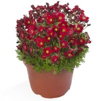 Saxifraga arendsii 'Touran Deep Red' | compacte rotstuinplant met dieprode bloei | 10 cm pot | 16 cm hoog
