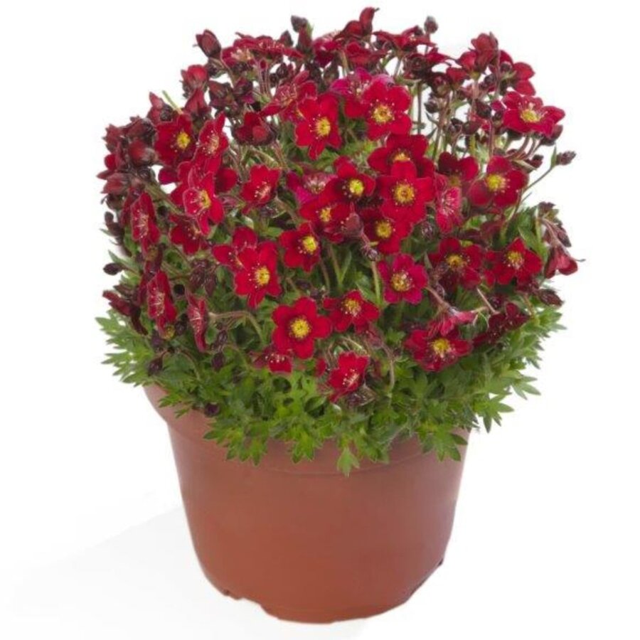 Saxifraga arendsii 'Touran Deep Red' | compacte rotstuinplant met dieprode bloei | 10 cm pot | 16 cm hoog
