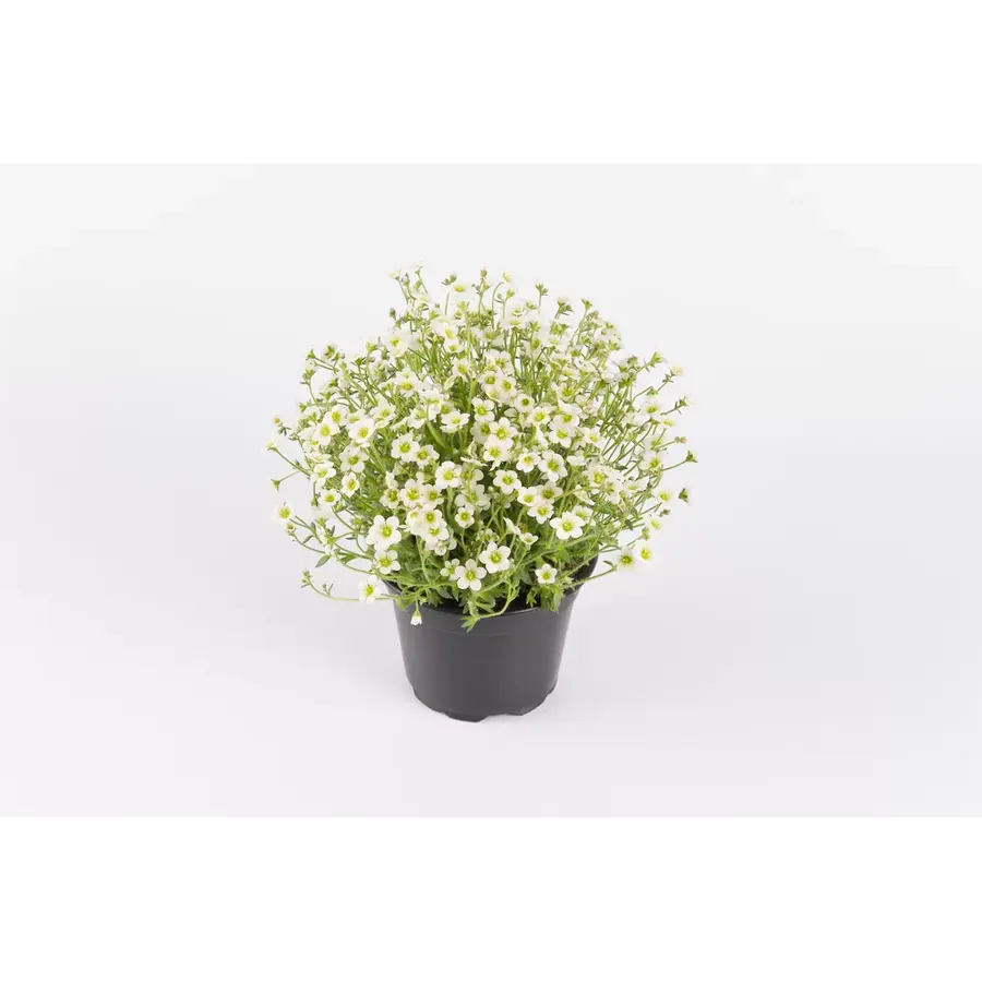 Steenbreek Saxifraga x arendsii Ice Colours Pearl White | parelwit | 10 cm pot | 17 cm hoog