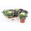 Brassica sierkool mix | 10 cm pot | 15 cm hoog | per stuk