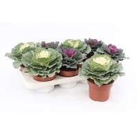 Brassica (sierkool) gemixte kleuren | P10 | ca. 15 cm bij levering | per stuk