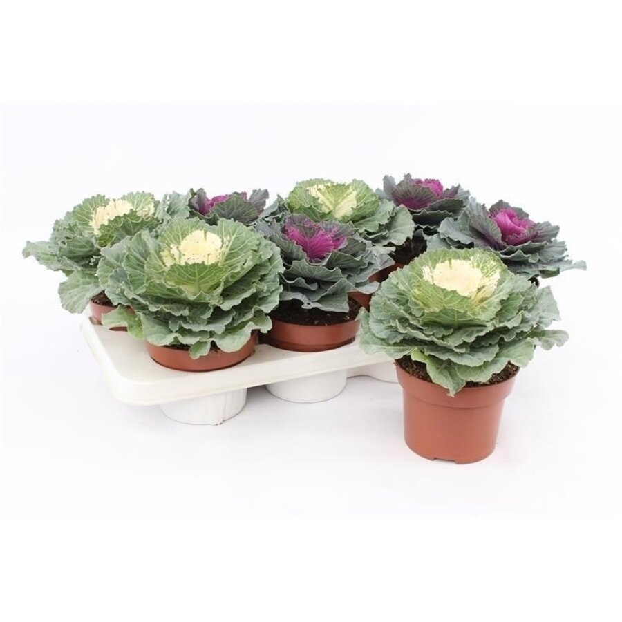 Brassica (sierkool) gemixte kleuren | P10 | ca. 15 cm bij levering | per stuk