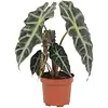 Alocasia Polly (skeletplant) | 12 cm pot | 30 cm hoog