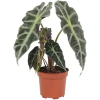 Alocasia Polly (skeletplant) terrariumplant en kamerplant | 12 cm pot | ±30 cm hoog