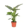Alocasia gageana | olifantsoor | 17 cm pot | 65 cm hoog