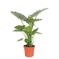 Alocasia gageana olifantsoor terrariumplant en kamerplant | potmaat 17 cm | hoogte 65 cm