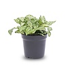 Fittonia White Tiger | mozaïekplant | 8 cm pot | 10 cm hoog