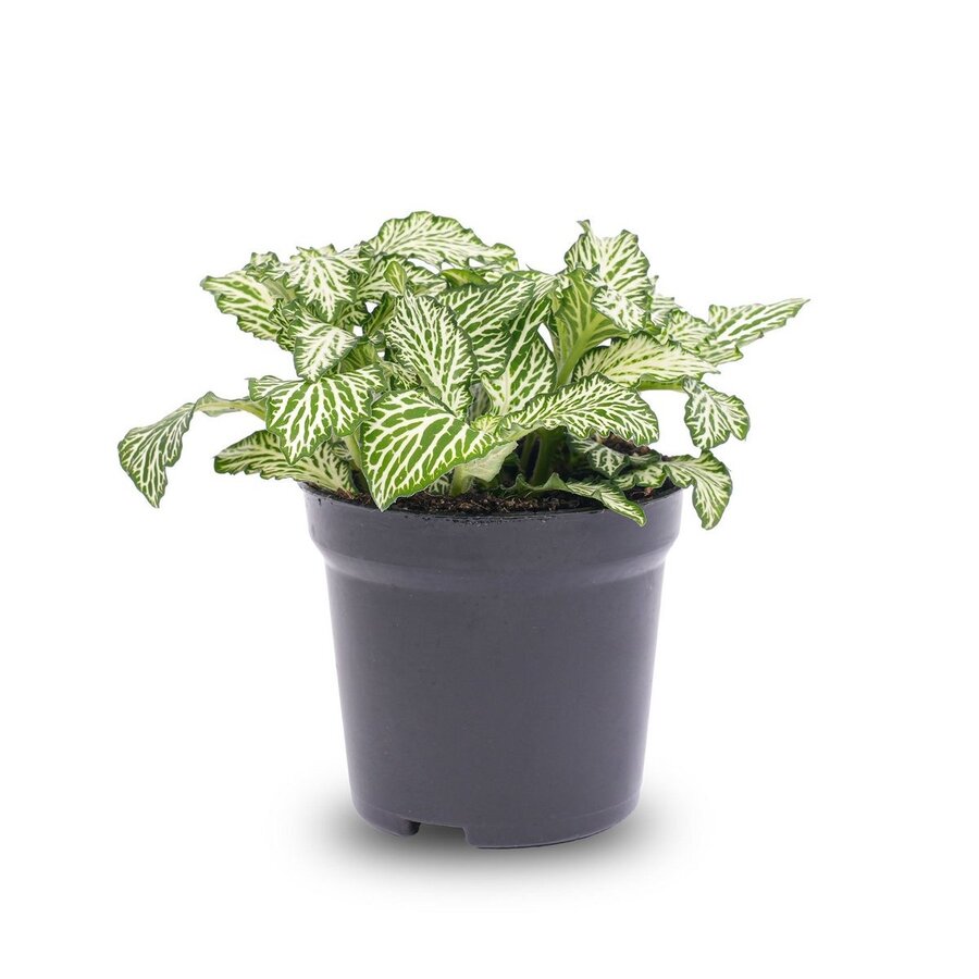 Fittonia White Tiger mozaïekplant | terrariumplant en kamerplant | 8 cm pot | 10 cm hoog