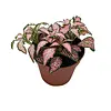 Fittonia Forest Flame | mozaïekplant | 8 cm pot | 10 cm hoog