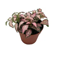 Fittonia Forest Flame mozaïekplant in 8 cm pot | compacte terrariumplant van 10 cm hoog