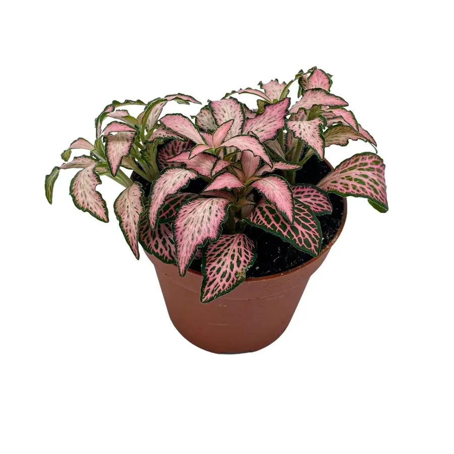 Fittonia Forest Flame mozaïekplant in 8 cm pot | compacte terrariumplant van 10 cm hoog