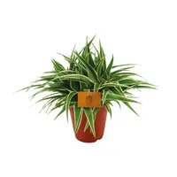 Chlorophytum comosum 'Ocean' | compacte graslelie | 5 cm pot | 10 cm hoog