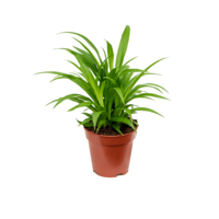 Chlorophytum comosum 'Lemon' | graslelie terrariumplant en kamerplant | 12 cm pot | 25 cm hoog