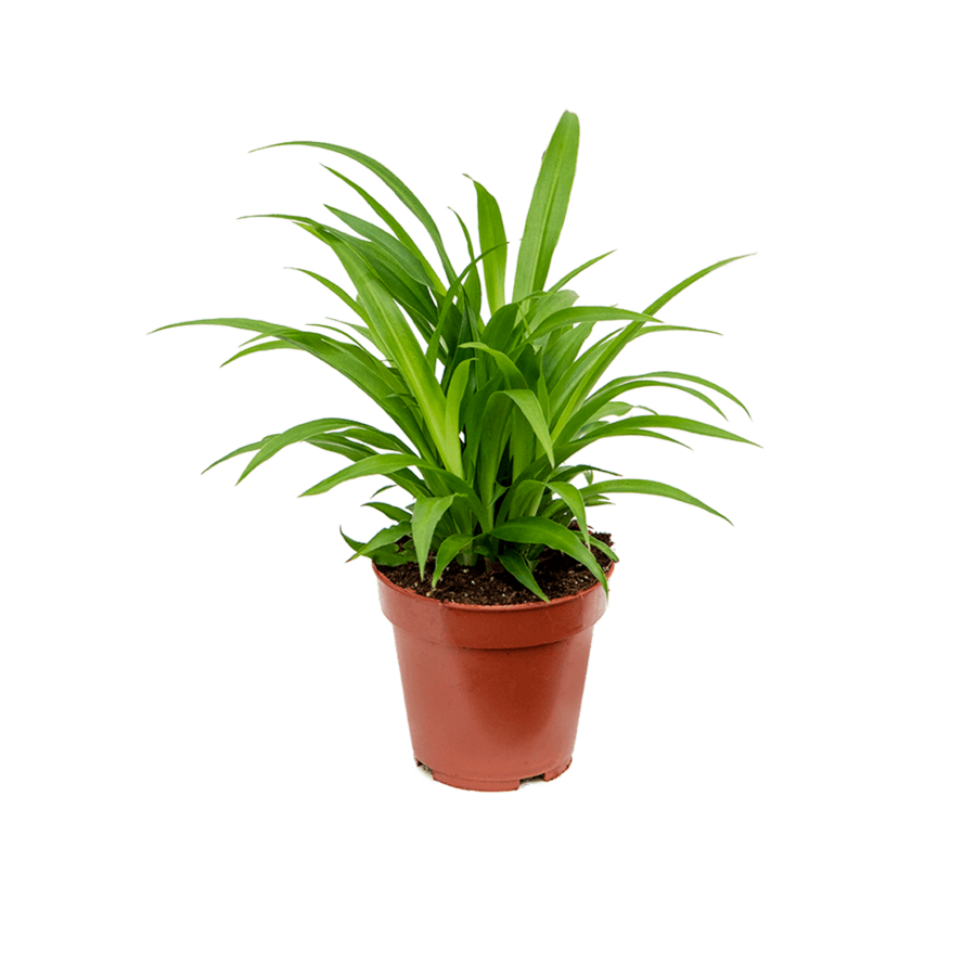 Chlorophytum comosum 'Lemon' | graslelie terrariumplant en kamerplant | 12 cm pot | 25 cm hoog