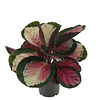 Calathea roseopicta Rosy | 7 cm pot | 16 cm hoog