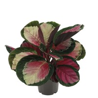 Calathea roseopicta 'Rosy' | compacte terrarium- en kamerplant | 7 cm pot | 16 cm hoog