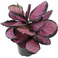Calathea roseopicta 'Crimson' | compacte terrariumplant en kamerplant | 7 cm pot | 16 cm hoog