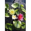 Nymphaea Mix Trio Pygmaea | Waterlelie | In 3L Mand