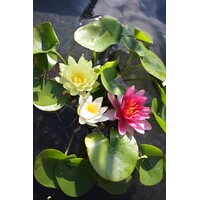 Nymphaea Mix Trio Pygmaea | Waterlelie | In 3L Mand