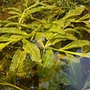 Potamogeton Lucens | Glanzend Fonteinkruid | In P9 Pot Geleverd in Beker