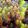 Myriophyllum Spicatum | Aarvederkruid | In P9 Pot Geleverd in Beker