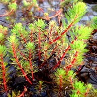 Myriophyllum Spicatum | Aarvederkruid | In P9 Pot Geleverd in Beker